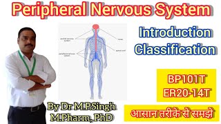 Peripheral Nervous System PNS  Classification  Human Anatomy amp PhysiologyI  BP101T amp ER2014T [upl. by Nettirb]