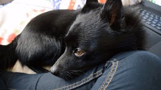 Jekku Schipperkes day Jekkuschipperken päivä [upl. by Shea]