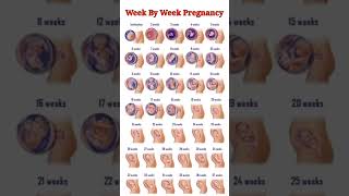 Pregnancy Week By Week ll 1  41 Weeks Fental Development [upl. by Ayiak821]