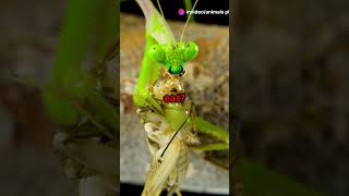 praying mantis the ultimate predator [upl. by Rutra]