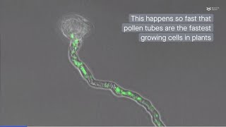 Scientists discover energetics behind pollen tube growth Arabidopsis [upl. by Leigha]