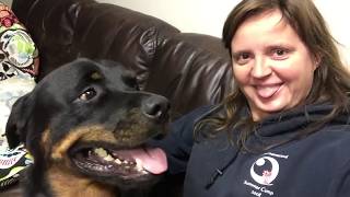 Rottweilers big dog love and huge happiness [upl. by Kcirb485]