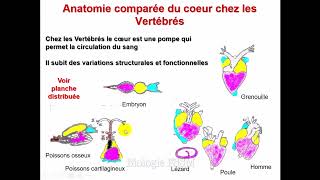 Biologie Animale  TD Cœur des vertébrés [upl. by Moreno]