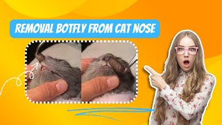 removal botfly from cat nose cat rescuecat [upl. by Ietta]