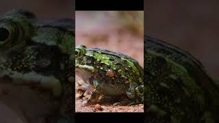 Bull frogs lifestylesurvival frogletslikeandsubscribeshare [upl. by Bohun]