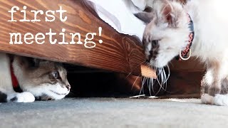 Introducing My Cat To A Kitten Milquetoast Meets Pipsqueak [upl. by Rexer]