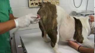 bulldog maximo inseminacion dia 1 [upl. by Cletus]