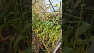 Corn in Scotland gardening garden selfsufficiency organicfood vegetables [upl. by Faso48]