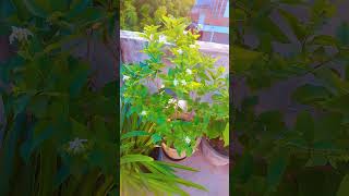 Harsingar plantyoutubeshorts flowers plantslover garden shortsviral [upl. by Farmelo]