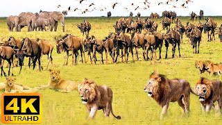 4K African Wildlife Masai Mara National Park  Scenic Wildlife Film With Real Sounds [upl. by Pik]