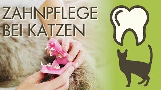 Zahnpflege bei Katzen  Welche Krankheiten gibt es was kann man tun [upl. by Innaig]