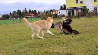 Czechoslovakian amp American Wolfdogs [upl. by Huei]