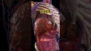 Cirrhosis Liver Under Siege liver humanorgan cirrosis 3dmodel 3danimation [upl. by Otrebogir]