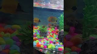 Apple snail ko breeding kaise karen [upl. by Doughman]