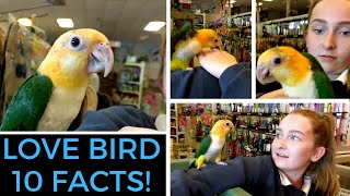 10 Facts about Love Birds  Yellow Face in the pet store [upl. by Amin37]