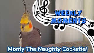 Monty The Naughty Cockatiels weekly moments ❤️❤️part 70❤️❤️ monty viralvideo [upl. by Norri]