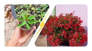 How to Propagate Crown of Thorns  Simple way to care and grow  Home Gardening Ideas [upl. by Akemyt498]