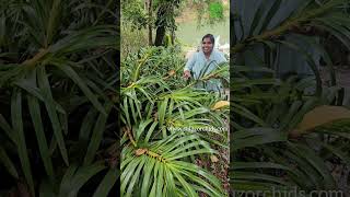 🐅Tiger orchid കണ്ടോ 🐅Grammatophyllum speciosum also called giant orchid tiger orchid [upl. by Fraser]