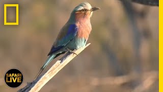 Safari Live  Day 218  National Geographic [upl. by Keller]