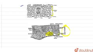 In the isobilateral leaf  11  ANATOMY OF FLOWERING PLANTS  BIOLOGY  A2Z  Doubtnut [upl. by Eppilihp436]