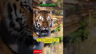 Harimau sumatra [upl. by Ileek]