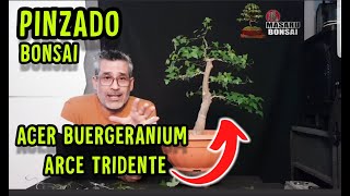 COMO EMPEZAR UN BONSAI  ACER BUERGERANIUM  ACER TRIDENTE [upl. by Boylan]