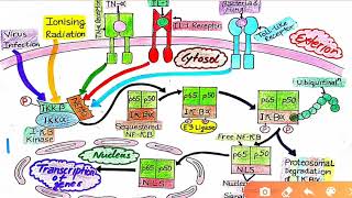 NF Kappa B Signaling Pathway [upl. by Eniger399]