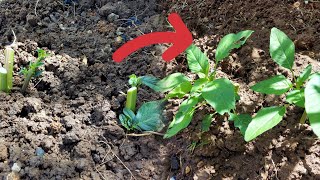 Fastest Way To Grow Callaloo [upl. by Myles]