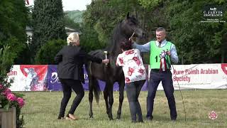 Bialka 2024 2nd Polish Classic Show Class 2A [upl. by Apurk]