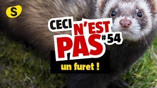 Ceci nest pas un furet 54 [upl. by Enidaj315]