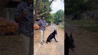 💥BELGIAN MALINOIS 🐕 Military Dogs  Chennai Pets shorts petvlogs [upl. by Ycul653]