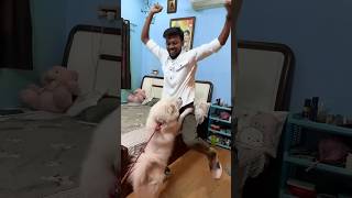 बेबी म मायके गई😱manojdey funny comedy viralvideo🤣🤣 [upl. by Ynnub]