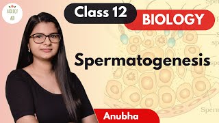 Class 12  Spermatogenesis NCERT [upl. by Arres]