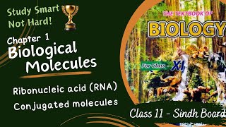 Ribonucleic Acid  Conjugated molecules  Chapter 1  Sindh Board  Class 11  Biology [upl. by Nyraf]