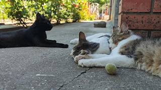 Relaxing Cat Video 308 [upl. by Aneeb41]