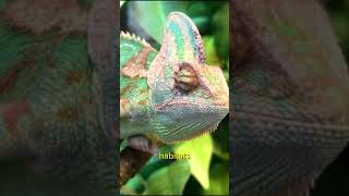 Why does a chameleon change color [upl. by Ardnossak]