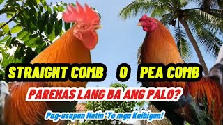 STRAIGHT COMB O PEA COMB PAREHAS LANG BA ANG PALO backyardbreeder chicken farming [upl. by Anavoig]