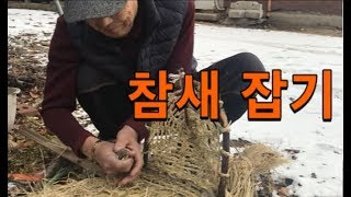 Bird trap  전통 참새트랩으로 참새를 잡을수 있을까 [upl. by Enortna]