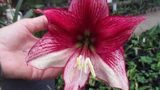 2021 Tour of Dellwood Amaryllis Flower Gardens [upl. by Buttaro255]