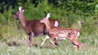 Whitetailed Deer Running with Fawn  August 20 2014 [upl. by Sidwel265]