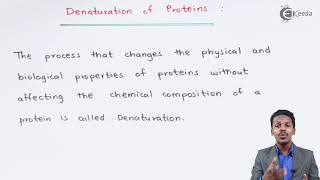 Denaturation of Proteins  Biomolecules  Chemistry Class 12 [upl. by Enilrahc]