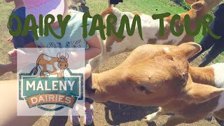 MALENY DAIRIES TOUR [upl. by Aurelio373]