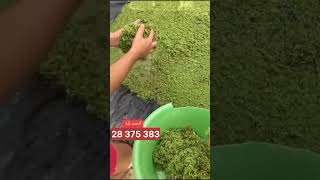 azolla مشروع أزولا أغنام مربيالحماموالدجاج تونس فلاحين [upl. by Assyli17]