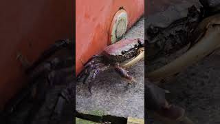 Crab walking under house shortvideoshortsfeedshortsviralsshortsviralvideosviralshortcrabbit [upl. by Klapp]