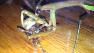 Praying Mantis eating a spider alive [upl. by Nolita]