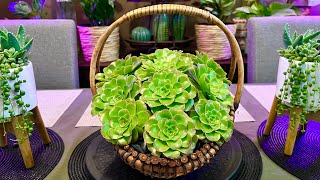 Aeonium Arboreum Arrangement [upl. by Notelrac812]