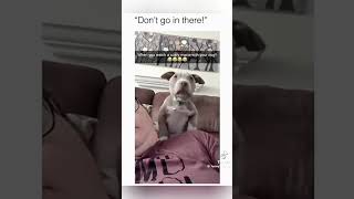 Reposting Random TikTok’s Day 3 dogs tiktok [upl. by Nivrem]