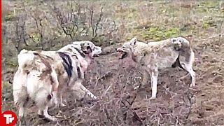 Top 15 Moments Wolves and Dogs Face Each Other [upl. by Oric]