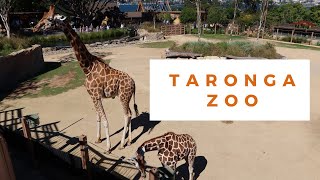 ❤TARONGA ZOO – Animals and Show Highlights❤ [upl. by Teiv]