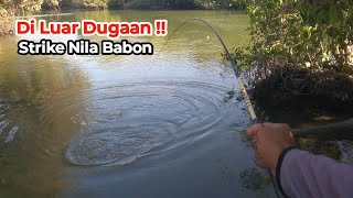 Luar Biasa  Di Luar Dugaan Strike Ikan Nila Babon Di Spot ini  Mancing Liar [upl. by Alludba]